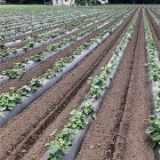 ネイチャーマスター 黒