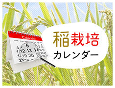 稲栽培カレンダー