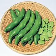 駒栄　蚕豆