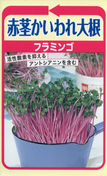 赤茎かいわれ大根　フラミンゴ