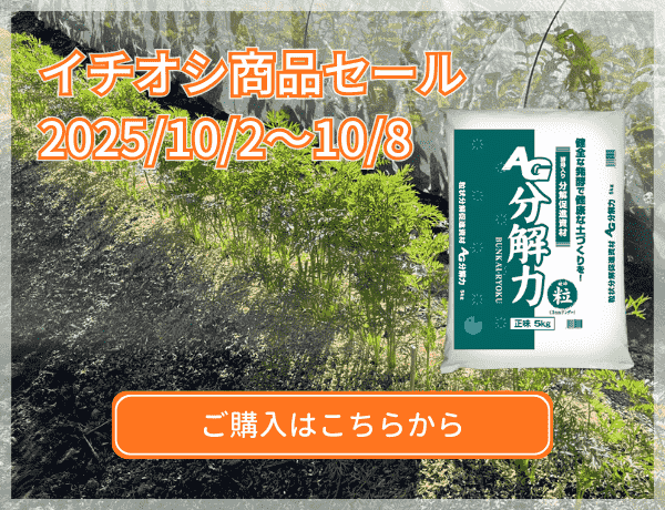 イチオシセール