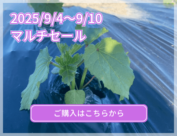 マルチセール